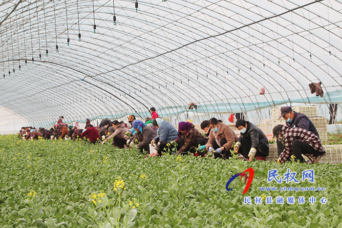 褚廟鄉(xiāng)大棚蔬菜喜獲豐收 褚廟鄉(xiāng)大棚蔬菜喜獲豐收