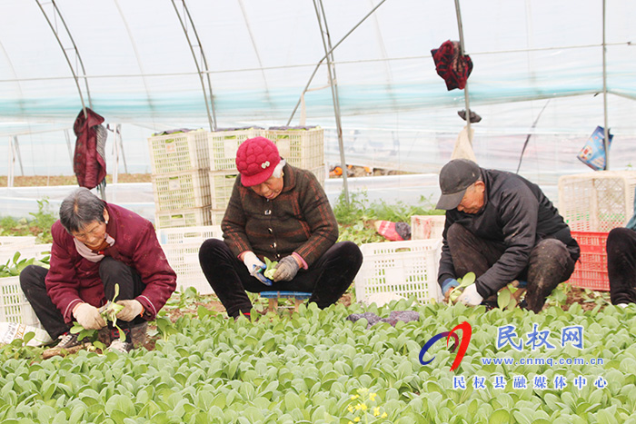 褚廟鄉(xiāng)大棚蔬菜喜獲豐收 褚廟鄉(xiāng)大棚蔬菜喜獲豐收