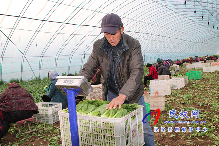 褚廟鄉(xiāng)大棚蔬菜喜獲豐收 褚廟鄉(xiāng)大棚蔬菜喜獲豐收