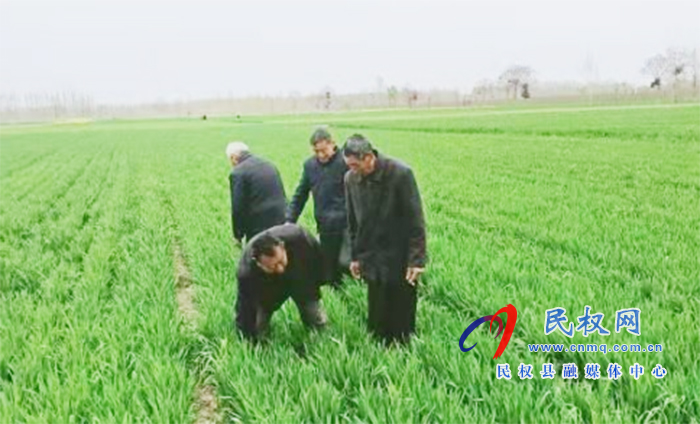 野崗鎮(zhèn)：要想小麥?zhǔn)粘珊?，預(yù)防條銹赤霉少不了