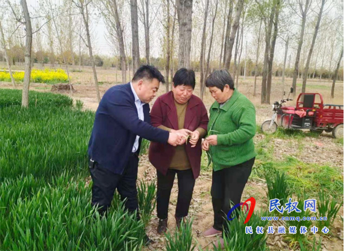 野崗鎮(zhèn)：要想小麥?zhǔn)粘珊?，預(yù)防條銹赤霉少不了