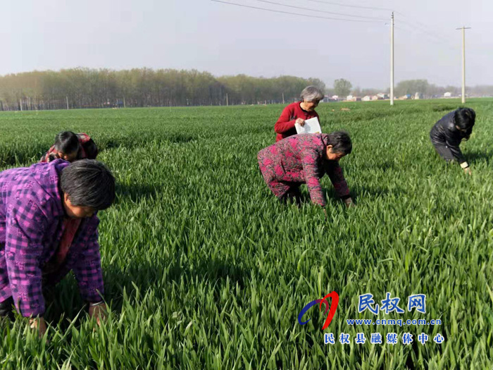 王橋鎮(zhèn)“三加強”抓好小麥病蟲害防控