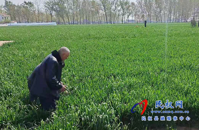 老顏集鄉(xiāng)堅(jiān)決打好小麥條銹病赤霉病防治殲滅戰(zhàn) 老顏集鄉(xiāng)堅(jiān)決打好小麥條銹病赤霉病防治殲滅戰(zhàn)
