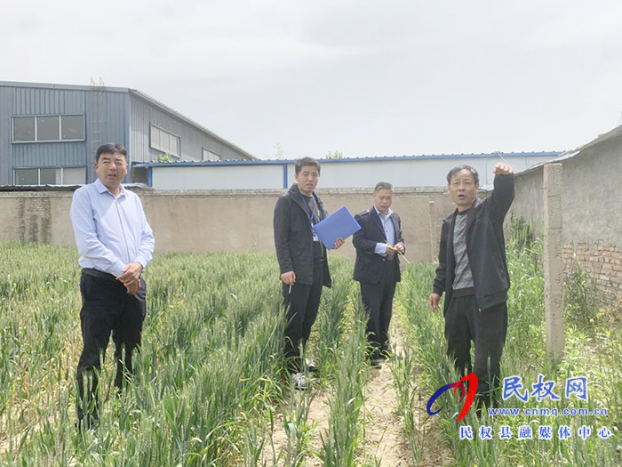 民權(quán)12345：違建擋陽光導(dǎo)致小麥死亡 ？真相竟是...