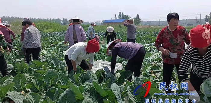 莊子鎮(zhèn)種上西蘭花 摘下“致富花” 莊子鎮(zhèn)種上西蘭花 摘下“致富花”