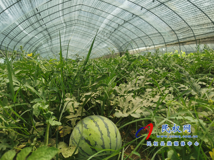野崗鎮(zhèn):大棚的西瓜熟了 野崗鎮(zhèn):大棚的西瓜熟了