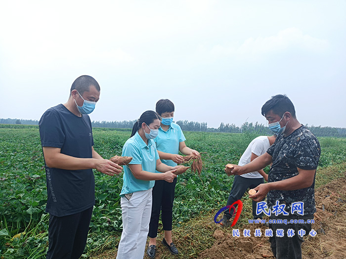 民權(quán):紅薯滯銷菜農(nóng)愁?愛心企業(yè)來解憂 民權(quán):紅薯滯銷菜農(nóng)愁?愛心企業(yè)來解憂