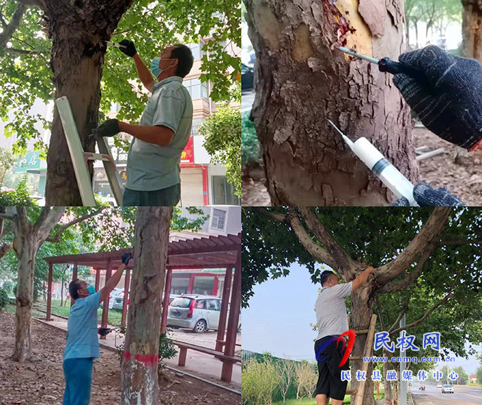 縣園林綠化中心:集中開展城市園林鉆心蟲害防治活動 縣園林綠化中心:集中開展城市園林鉆心蟲害防治活動