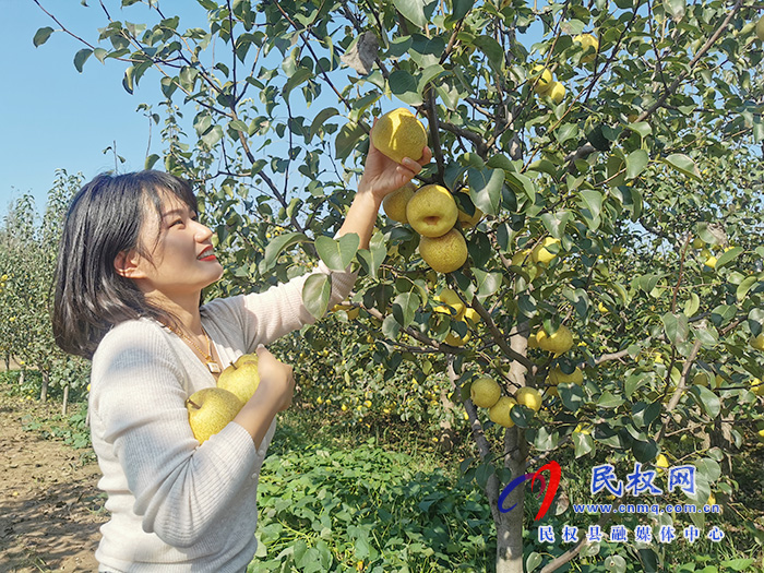 野崗鎮(zhèn):梨園果飄香 國(guó)慶采摘忙 野崗鎮(zhèn):梨園果飄香 國(guó)慶采摘忙