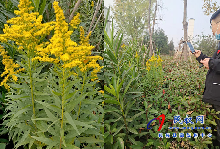 林業(yè)發(fā)展服務中心全力排查 “加拿大一枝黃花”