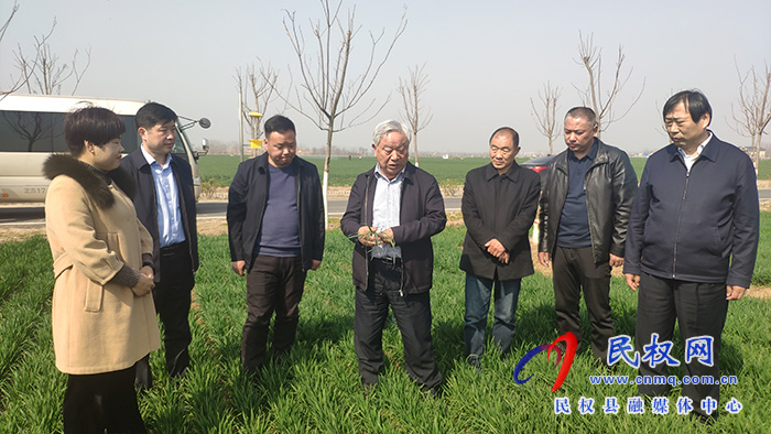 省農(nóng)業(yè)農(nóng)村廳黨組成員、副廳長(zhǎng)王俊忠到民調(diào)研春季麥田管理工作