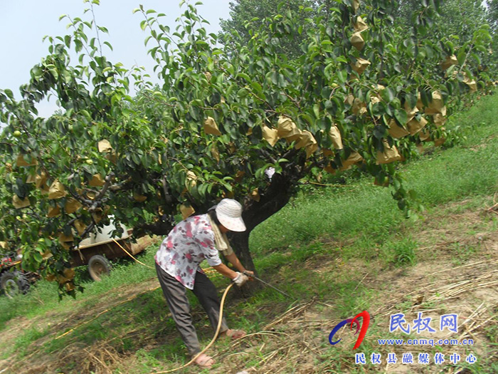 園藝站：重視果園夏管，組織技術(shù)人員進(jìn)園入戶進(jìn)行指導(dǎo)