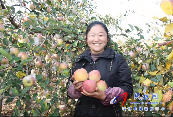 民權(quán)縣褚廟鄉(xiāng)：蘋(píng)果紅了 村民笑了 生活富了