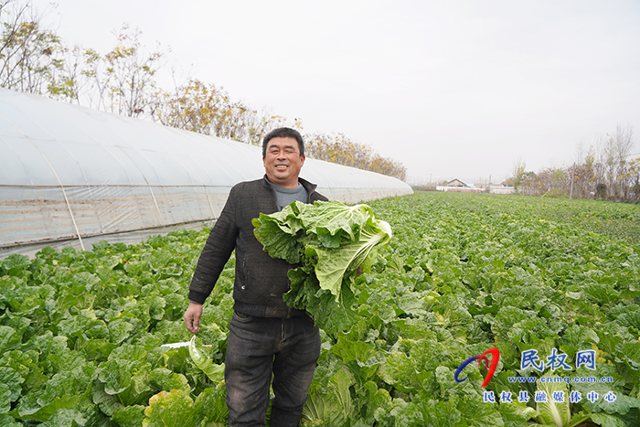 白菜喜豐收 菜農(nóng)笑開顏