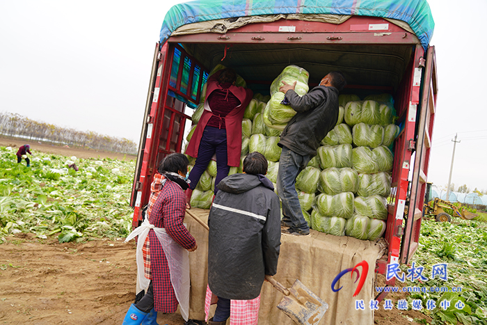 白菜喜豐收 菜農(nóng)笑開顏