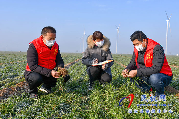 民權(quán)縣人和鎮(zhèn)：加強(qiáng)冬季麥田管理，確保小麥安全越冬