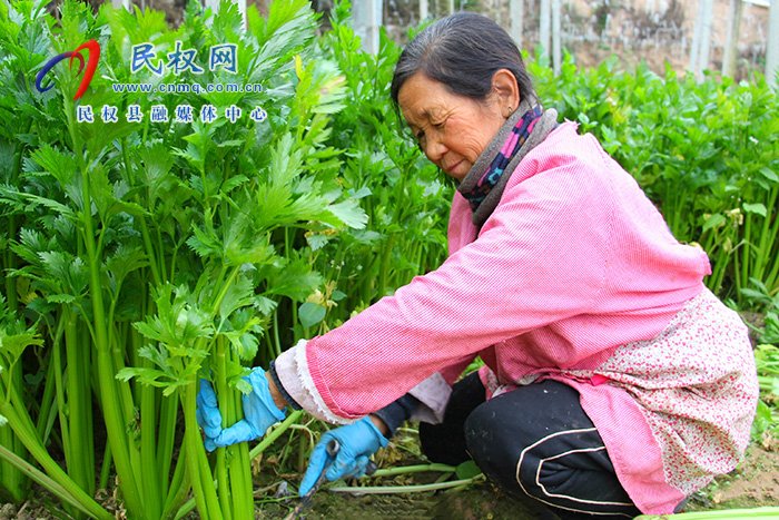 河南民權(quán)：大棚經(jīng)濟賦能鄉(xiāng)村振興新活力