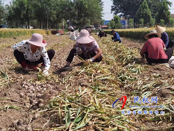 孫六鎮(zhèn)：產(chǎn)業(yè)發(fā)展進行時“蒜”處農(nóng)民好收益