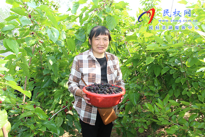 民權(quán)縣褚廟鄉(xiāng)：小小桑葚果打開群眾“致富門”