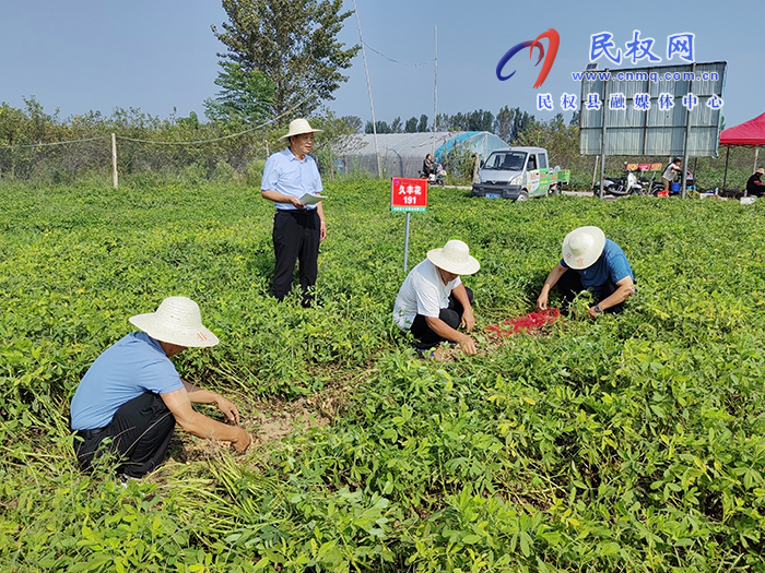 市農(nóng)業(yè)專家到我縣開展花生實(shí)地測產(chǎn)助力農(nóng)民增產(chǎn)增收