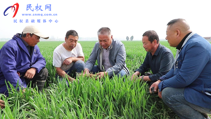 縣農(nóng)業(yè)農(nóng)村局全力應(yīng)對(duì)高溫干旱 護(hù)航小麥豐產(chǎn)豐收